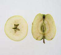 Malus sieversii - Kaz 2 æble